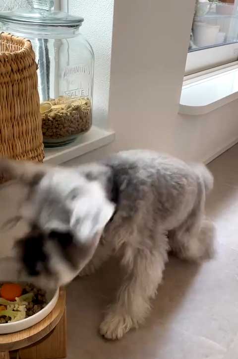 ごはんに突撃するシュナウザー