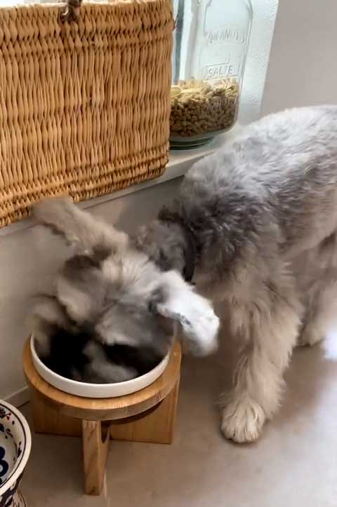 ごはん 野菜 トッピング 嬉しくて 震える 犬 シュナウザー