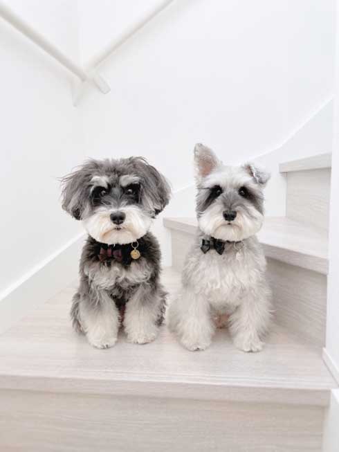 ごはん 野菜 トッピング 嬉しくて 震える 犬 シュナウザー