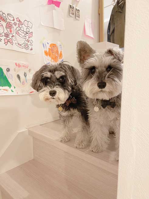 ごはん 野菜 トッピング 嬉しくて 震える 犬 シュナウザー