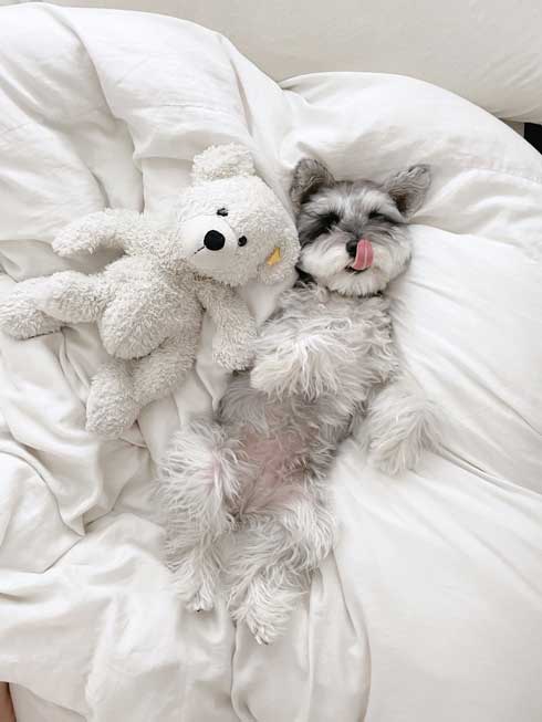 ごはん 野菜 トッピング 嬉しくて 震える 犬 シュナウザー