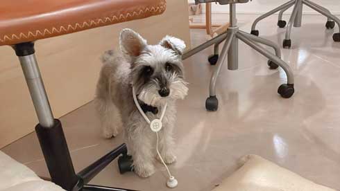 ごはん 野菜 トッピング 嬉しくて 震える 犬 シュナウザー