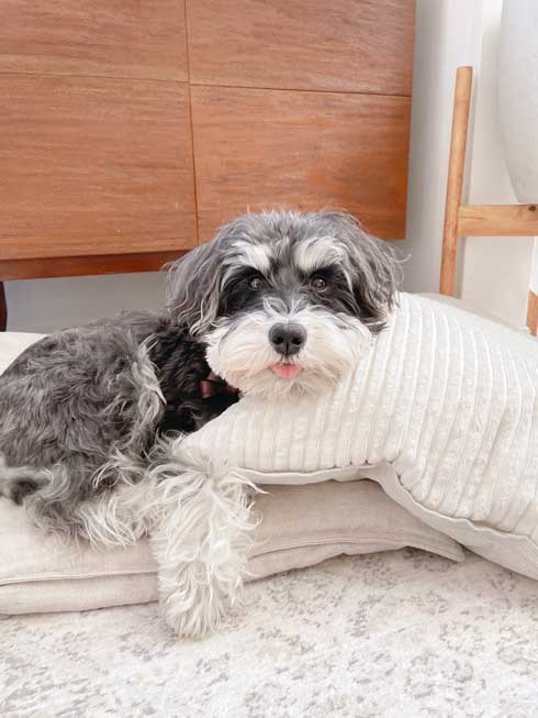 ごはん 野菜 トッピング 嬉しくて 震える 犬 シュナウザー