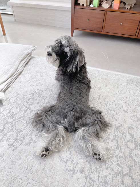 ごはん 野菜 トッピング 嬉しくて 震える 犬 シュナウザー