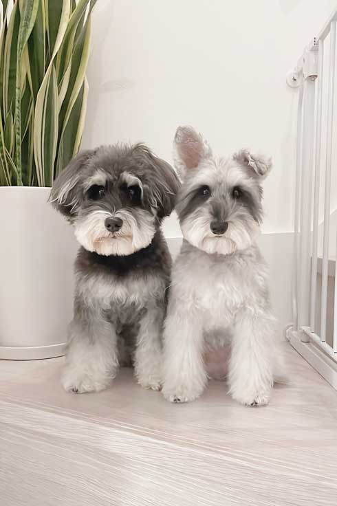 ごはん 野菜 トッピング 嬉しくて 震える 犬 シュナウザー