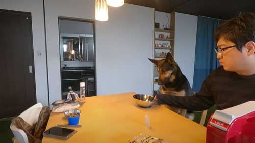 シェパード 毎日 食事風景 お利口 犬 テーブル 一緒に ご飯