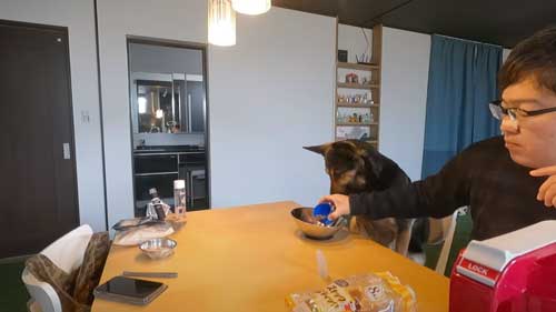 シェパード 毎日 食事風景 お利口 犬 テーブル 一緒に ご飯