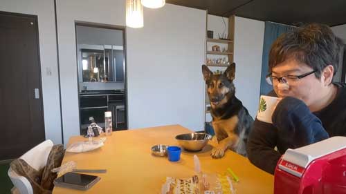 シェパード 毎日 食事風景 お利口 犬 テーブル 一緒に ご飯