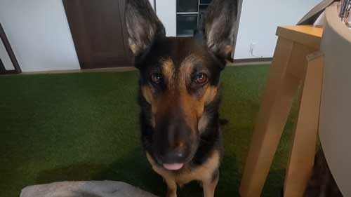 シェパード 毎日 食事風景 お利口 犬 テーブル 一緒に ご飯