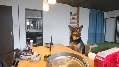 シェパード 毎日 食事風景 お利口 犬 テーブル 一緒に ご飯