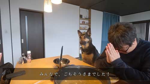 シェパード 毎日 食事風景 お利口 犬 テーブル 一緒に ご飯