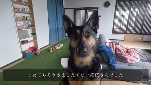 シェパード 毎日 食事風景 お利口 犬 テーブル 一緒に ご飯