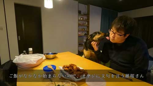 シェパード 毎日 食事風景 お利口 犬 テーブル 一緒に ご飯