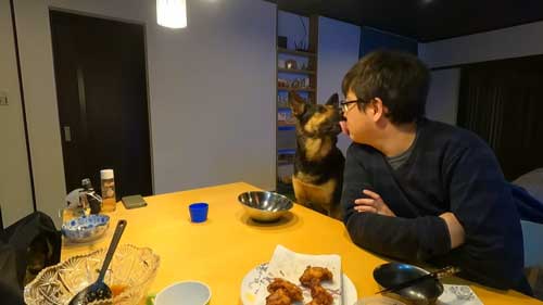 シェパード 毎日 食事風景 お利口 犬 テーブル 一緒に ご飯