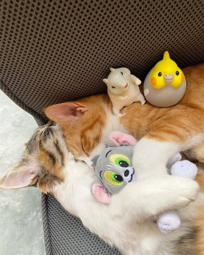 抱き合って寝るミケちゃんとチャチャくん