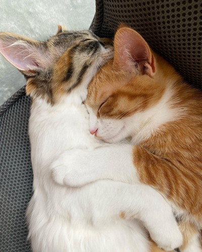 ギュッとして寝る子猫たち