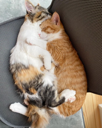 抱き合って寝るミケちゃんとチャチャくん