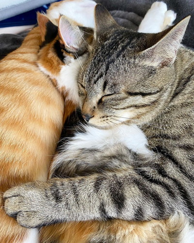 ナツくんミケちゃんチャチャくん