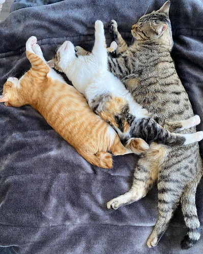 ナツくんミケちゃんチャチャくん