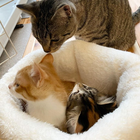 ナツくんミケちゃんチャチャくん