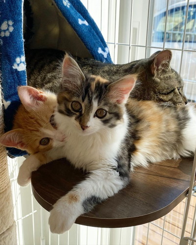 ナツくんミケちゃんチャチャくん