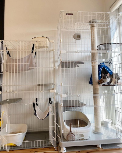 ナツくんミケちゃんチャチャくん