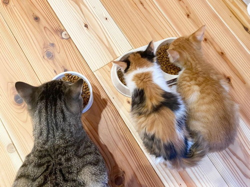 ナツくんミケちゃんチャチャくん