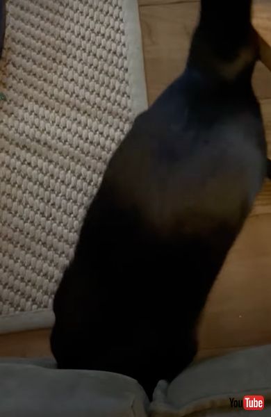 隙間に頭をねじ込む猫