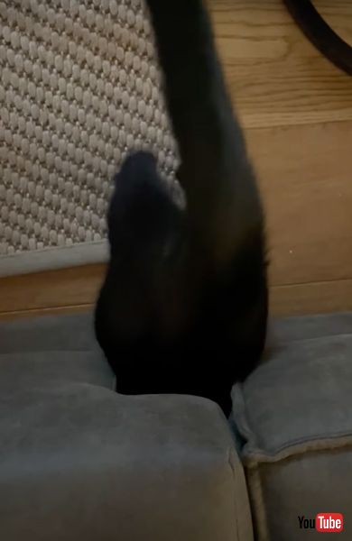 途中で詰まった猫猫