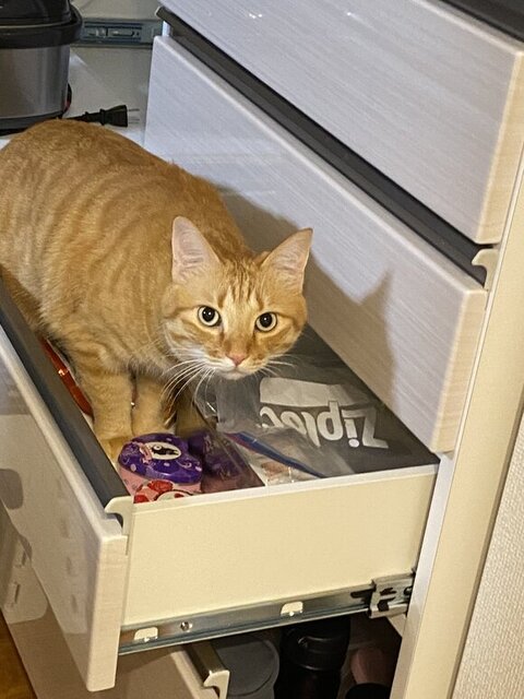 猫は無事か？