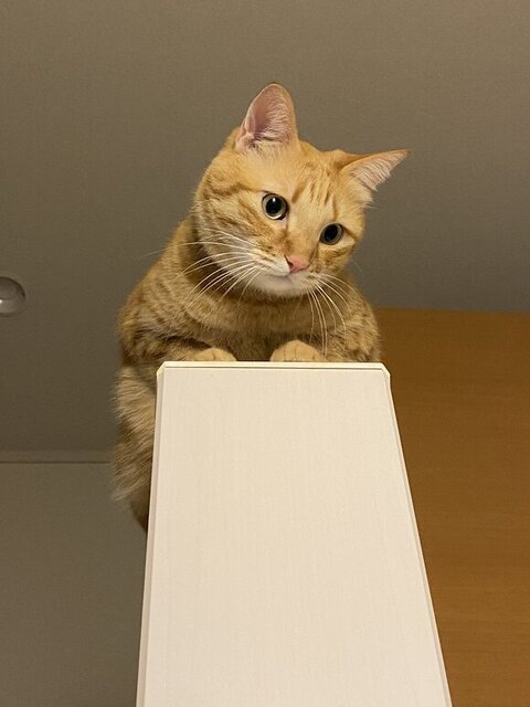 上から見下ろてるまいけるくん