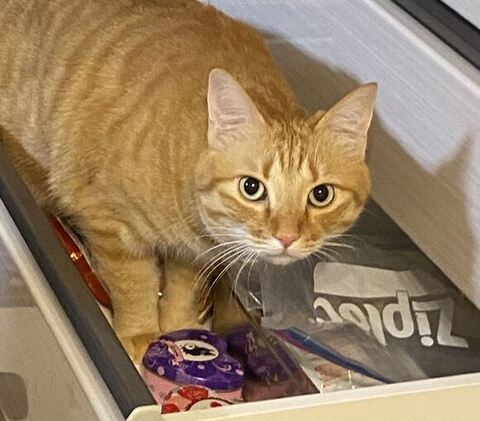 棚にいるマイケルくんアップ