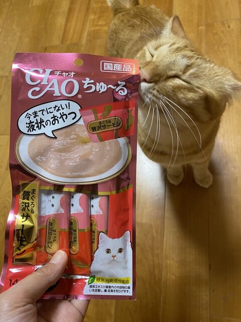 ちゅーるとマイケルくん