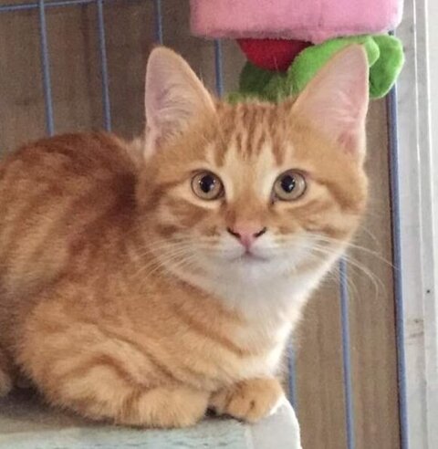 マイケルくん幼少期