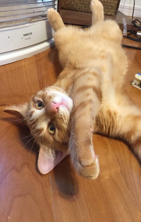 ヘソ天マイケルくん