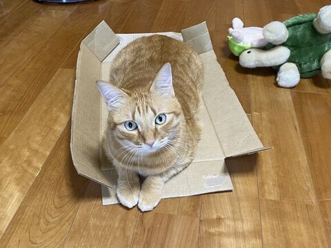 ダンボールの上のマイケルくん