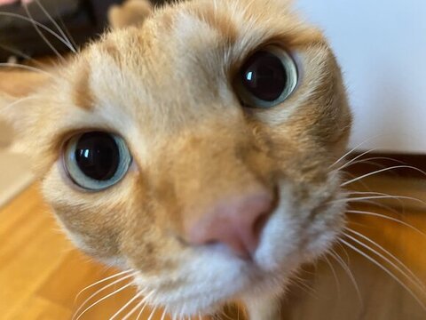 マイケルくんドアップ