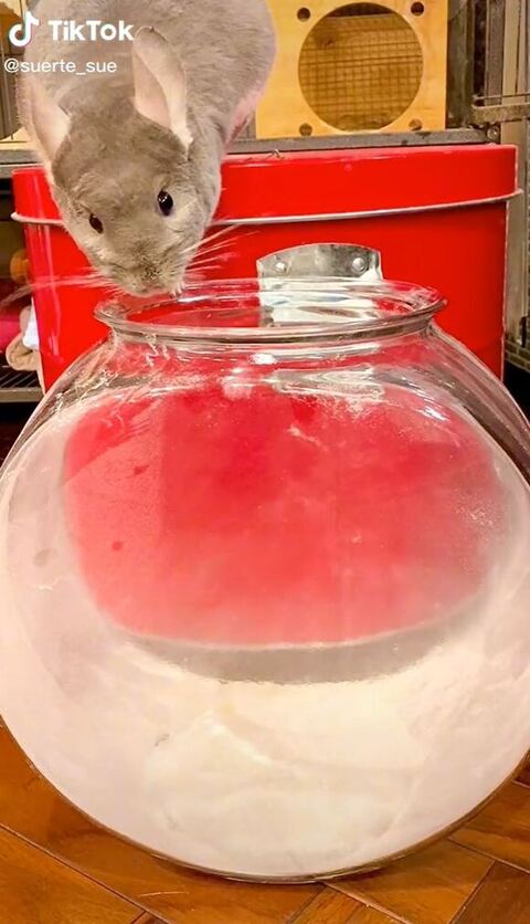 砂を見てるスーちゃん