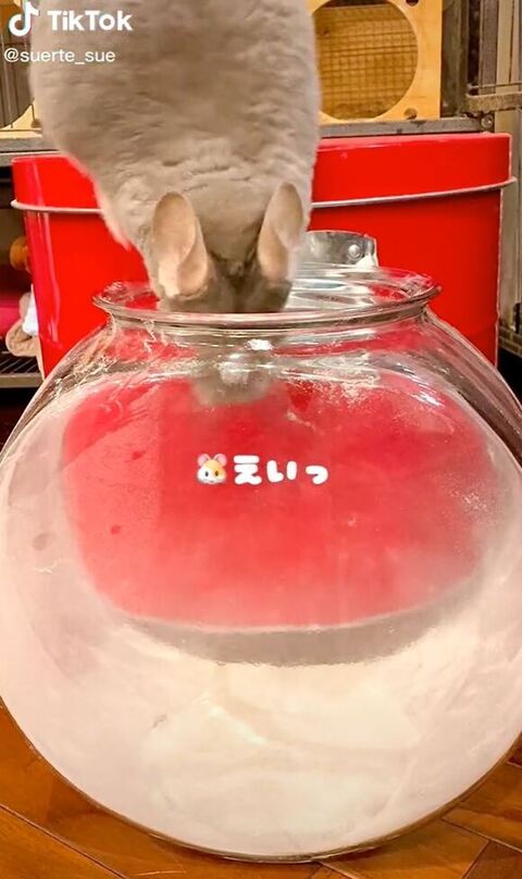 容器をのぞくスーちゃん