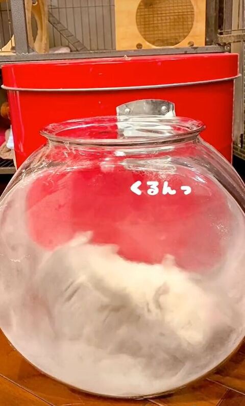 くるんと回るスーちゃん