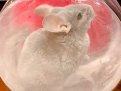 上を見てるスーちゃん