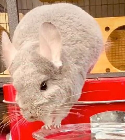 真っ白なスーちゃんアップ