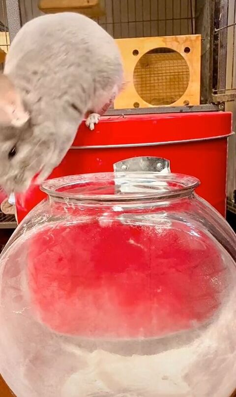 ジャンプしてるスーちゃん