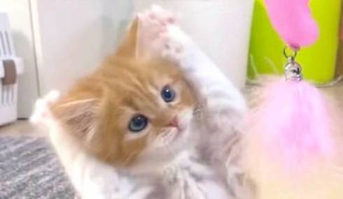 お耳カイカイがかわいい