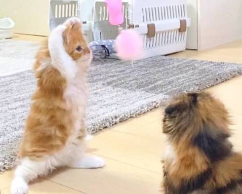 おもちゃに向かう猫