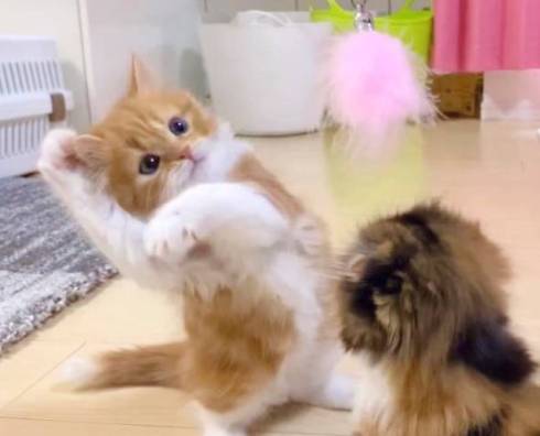 踊っているような猫