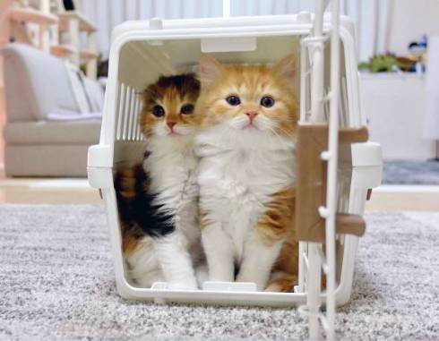 キャリーに入る2匹の猫
