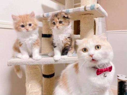 母猫との3ショット