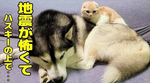 ハスキーから離れない子猫