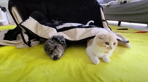 コタツに入る子猫